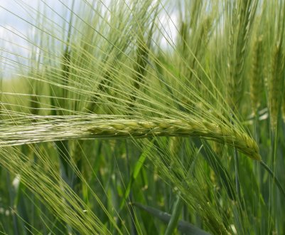 Британська новинка — пшениця з високим вмістом заліза