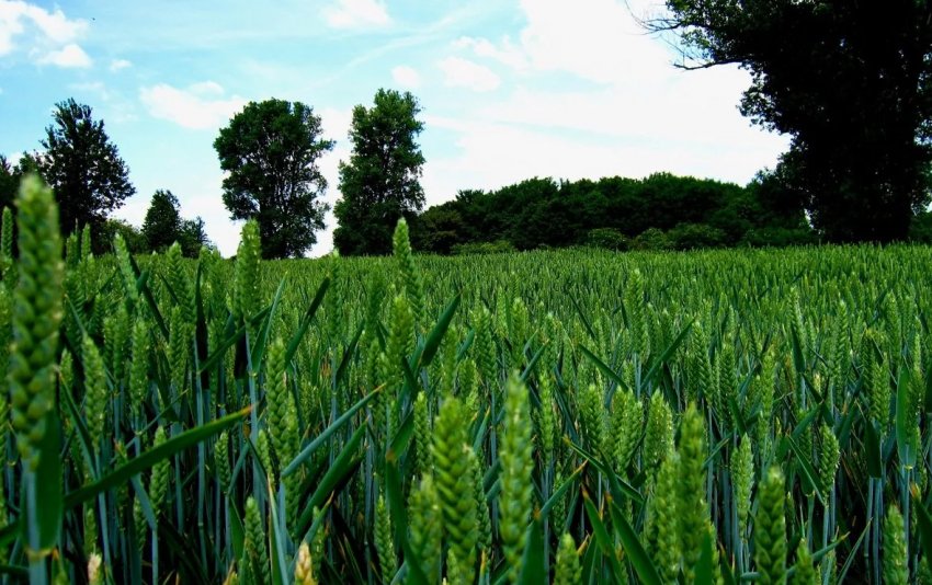 Британська новинка — пшениця з високим вмістом заліза Британська новинка — пшениця з високим вмістом заліза