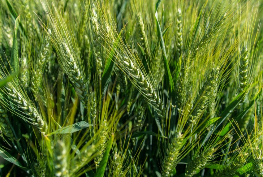 Британська новинка — пшениця з високим вмістом заліза Британська новинка — пшениця з високим вмістом заліза