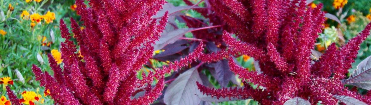 Посеред чагарників амаранту в Дніпропетровській області будуть вирощувати курей