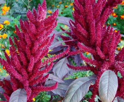 Посеред чагарників амаранту в Дніпропетровській області будуть вирощувати курей