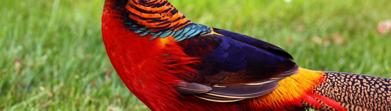 Мисливець з Луганська займається розведенням фазанів на Волині