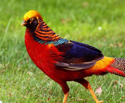 Мисливець з Луганська займається розведенням фазанів на Волині