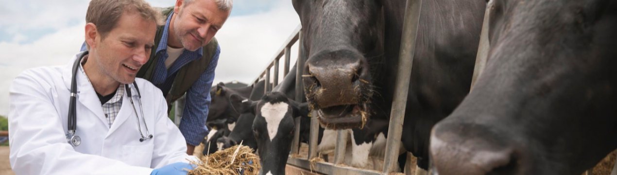Британські ветеринари за розширення можливостей фермерів по зниженню використання антибіотиків