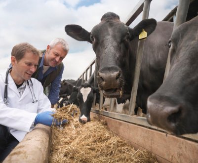 Британські ветеринари за розширення можливостей фермерів по зниженню використання антибіотиків 