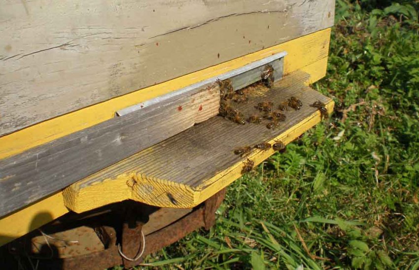 Розміщення нижнього льотка у вулику Розміщення нижнього льотка у вулику