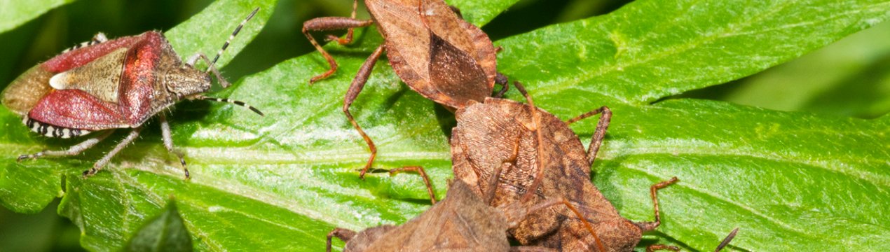 Озиму пшеницю Кіровоградської області заселив клоп шкідлива черепашка