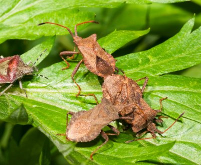 Озиму пшеницю Кіровоградської області заселив клоп шкідлива черепашка