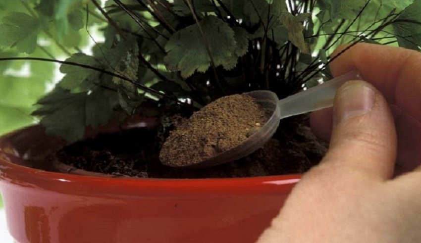 Підживлення кімнатних рослин Підживлення кімнатних рослин