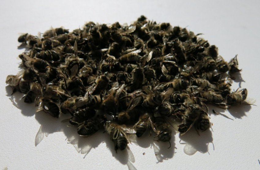 Бджолиний підмор Бджолиний підмор