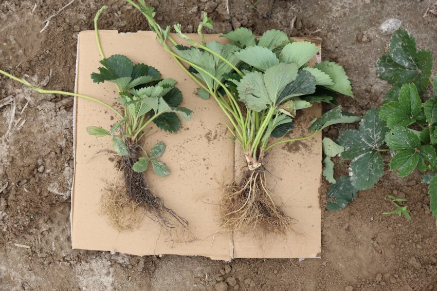 Підготовка розсади полуниці