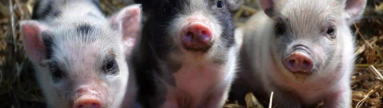 Гонконг призупинив імпорт свиней після підтвердженого випадку АЧС