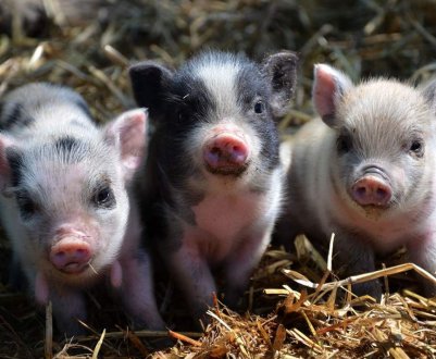 Гонконг призупинив імпорт свиней після підтвердженого випадку АЧС