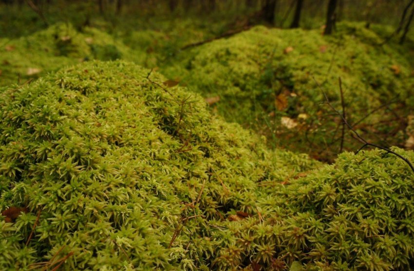 Мох сфагнум Мох сфагнум