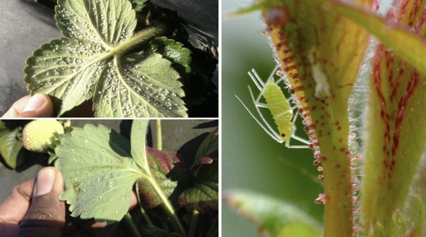 Попелиця на полуниці