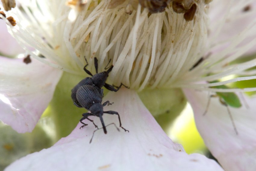 Довгоносики у квітці полуниці