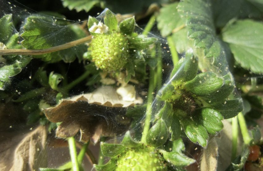 Суничний кліщ на полуниці