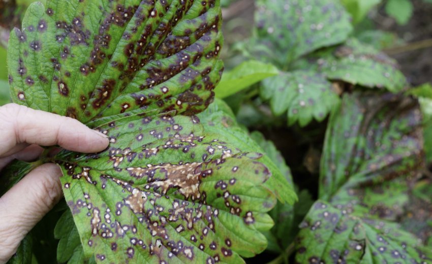 Антракноз на листках полуниці