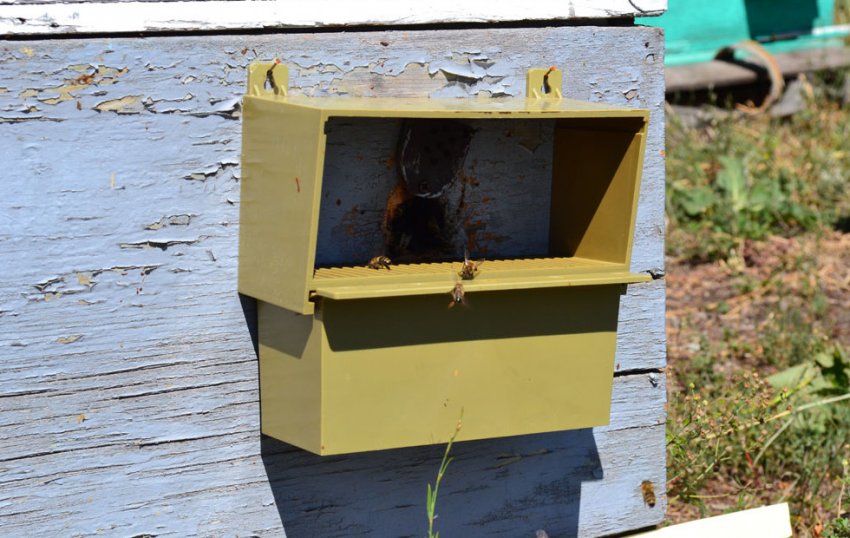 Укритий льоток у вулику Укритий льоток у вулику