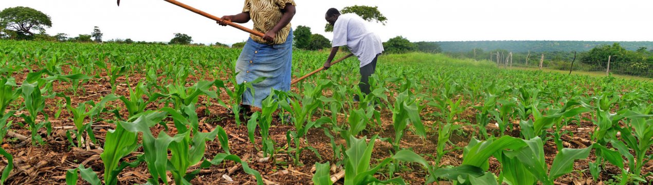 У Зімбабве земельний аудит виявив серйозні порушення