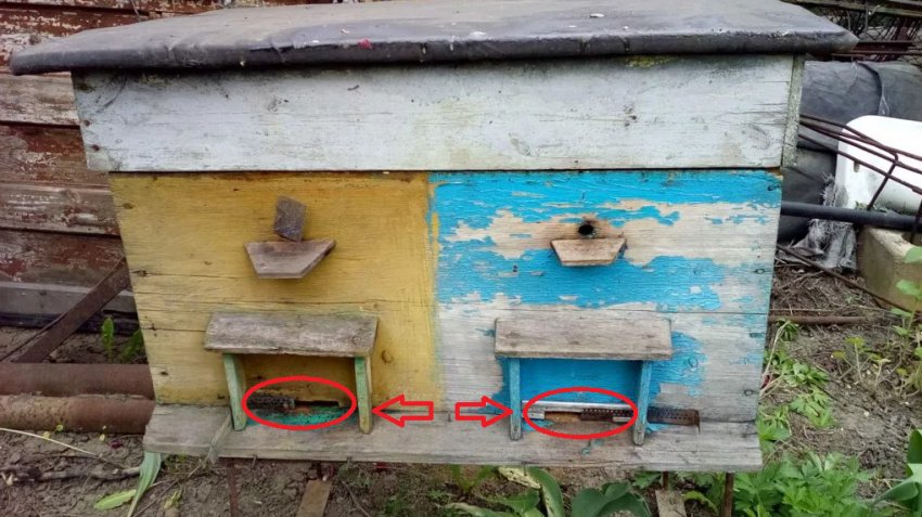 Нижні льотки у вуликах Нижні льотки у вуликах