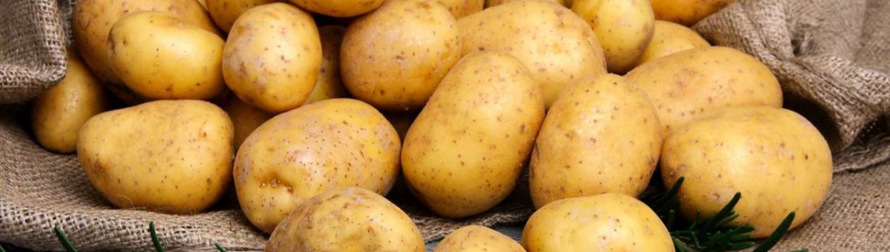 Дощі заважають посадці картоплі в Хмельницькій області