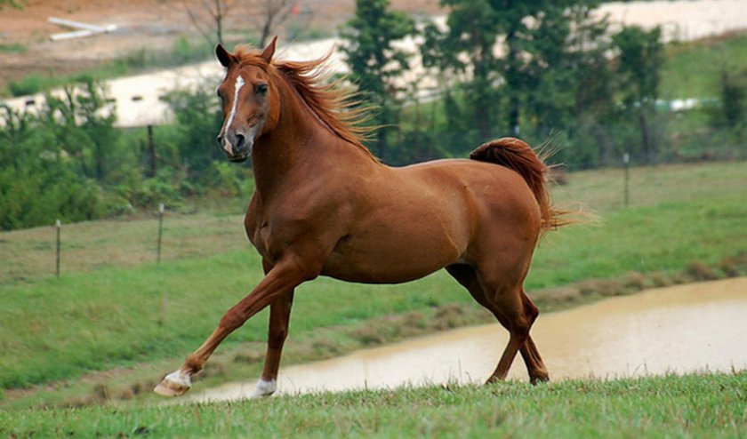 Английская чистокровная лошадь