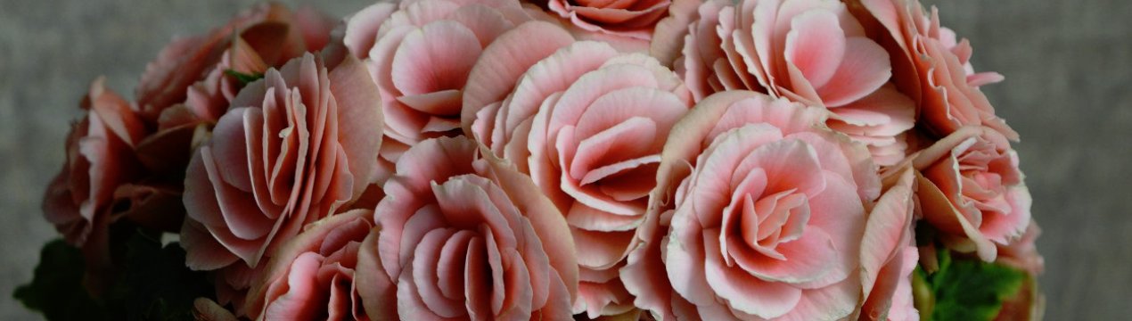 Як доглядати за бегонією элатиор в домашніх умовах