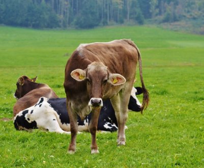 Яка має бути температура в корови