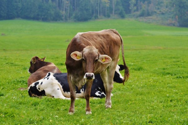 Что делать если у коровы температура