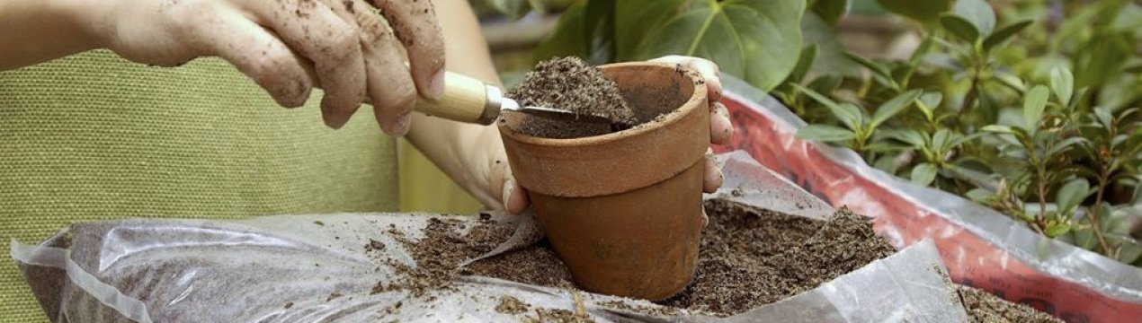 Як правильно і коли потрібно пересаджувати кімнатні рослини?