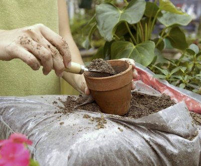 Як правильно і коли потрібно пересаджувати кімнатні рослини?
