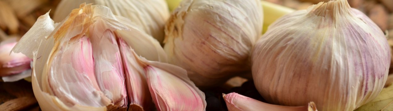 Українські фахівці розробили унікальну технологію вирощування часнику