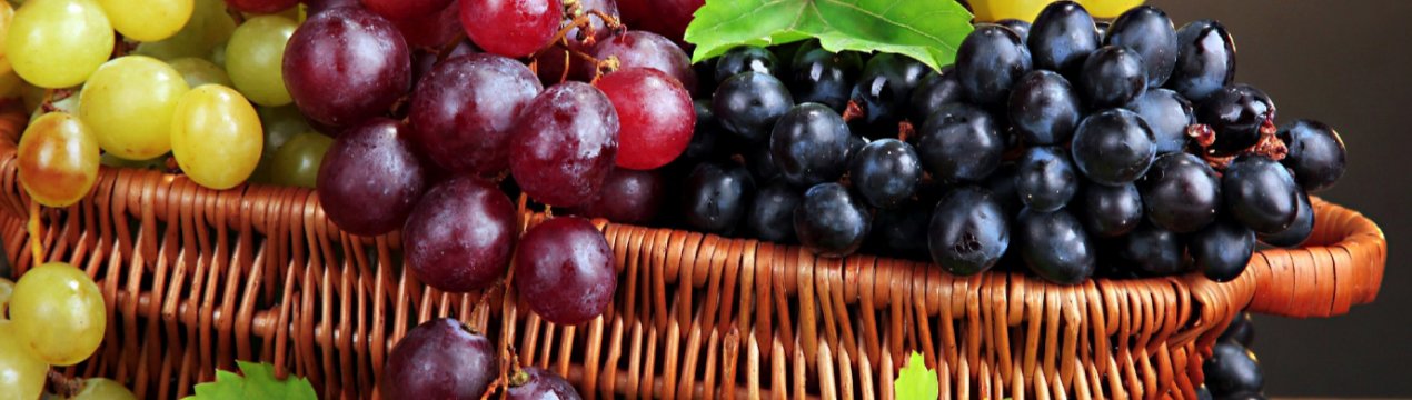 Київські вчені вирощують саджанці винограду для північних областей України