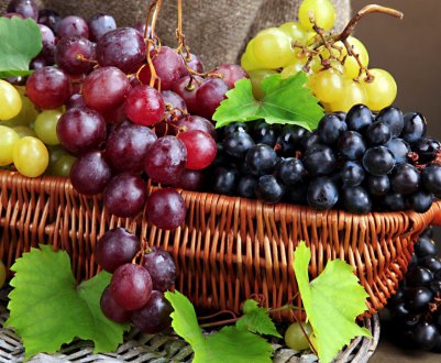 Київські вчені вирощують саджанці винограду для північних областей України 