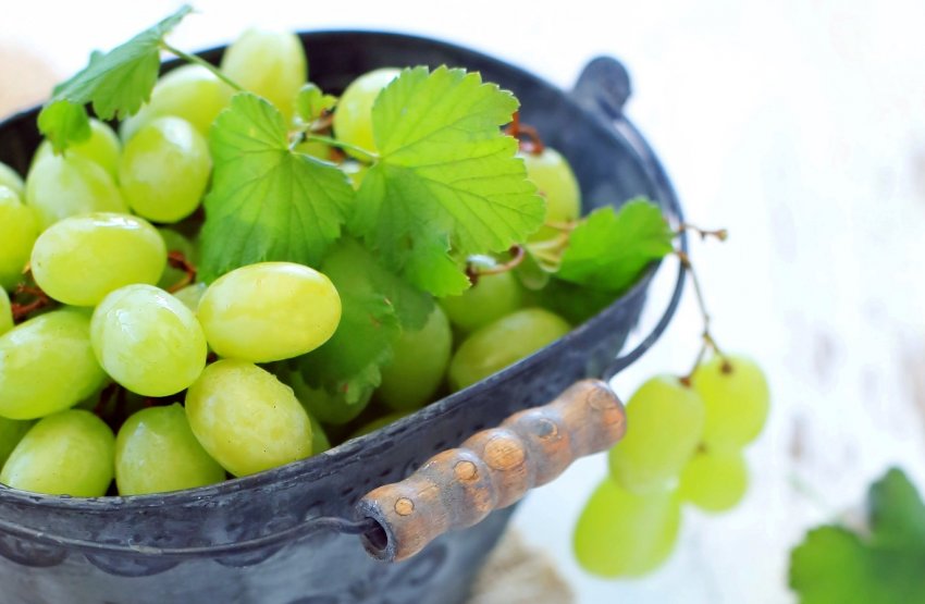 Київські вчені вирощують саджанці винограду для північних областей України Київські вчені вирощують саджанці винограду для північних областей України