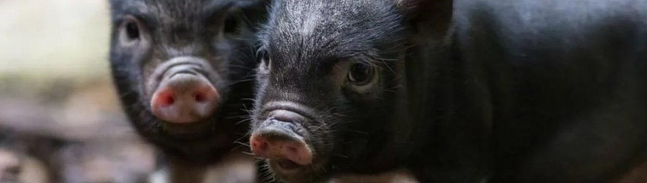 Спалах африканської чуми свиней поширюється на четверту провінцію ПАР