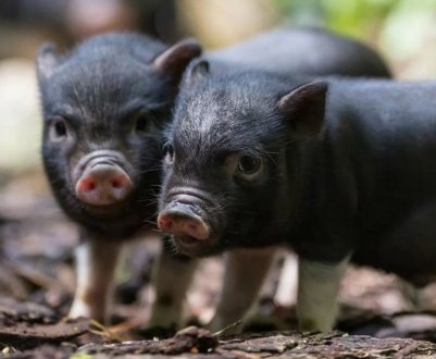 Спалах африканської чуми свиней поширюється на четверту провінцію ПАР