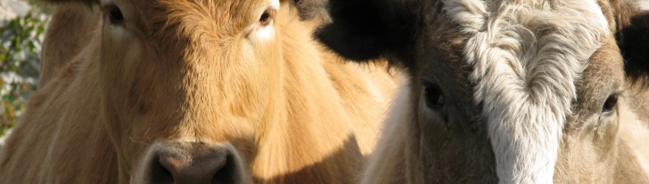 Виявлено основні генетичні ознаки корів для поліпшення молочної продуктивності