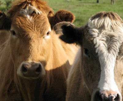 Виявлено основні генетичні ознаки корів для поліпшення молочної продуктивності 