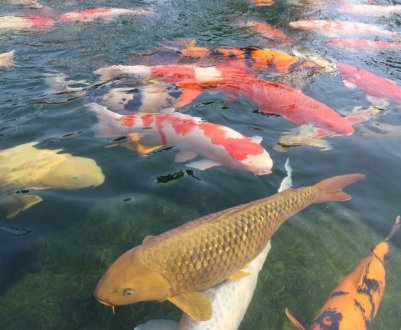 У Великобританії дві фермерські компанії оштрафовані за забруднення та загибель риб