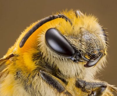 Пасічники Славутського району Хмельницької області постраждали від масової загибелі бджіл