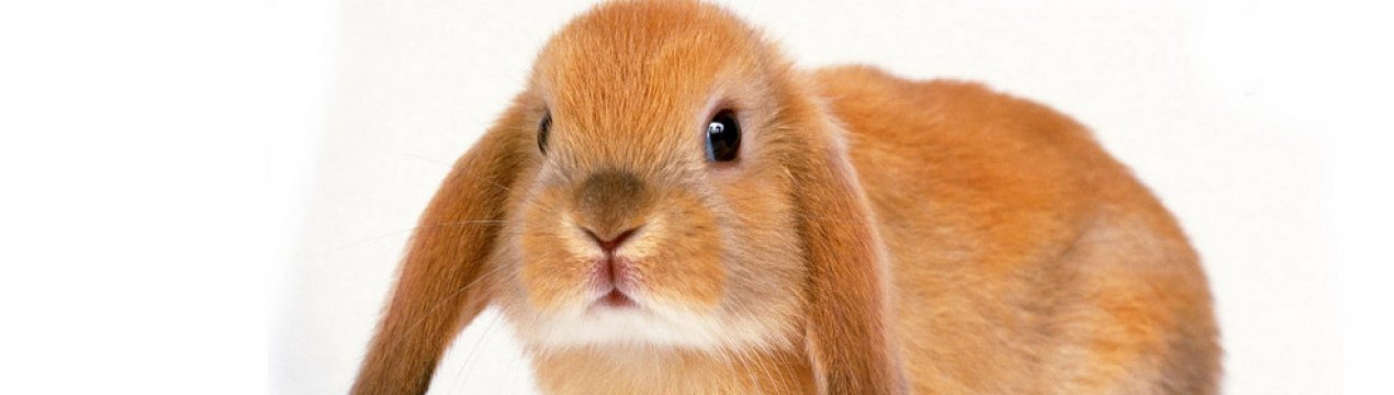 Капуста в рационе кроликов: польза и вред