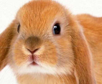 Капуста в раціоні кроликів: користь і шкода