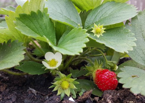 Жіночі та чоловічі кущі полуниці: різниця