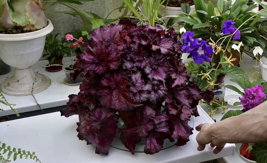 Бегонія Кармен