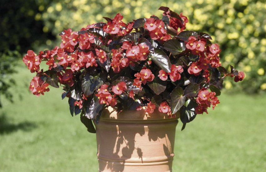 Низькоросла бегонія