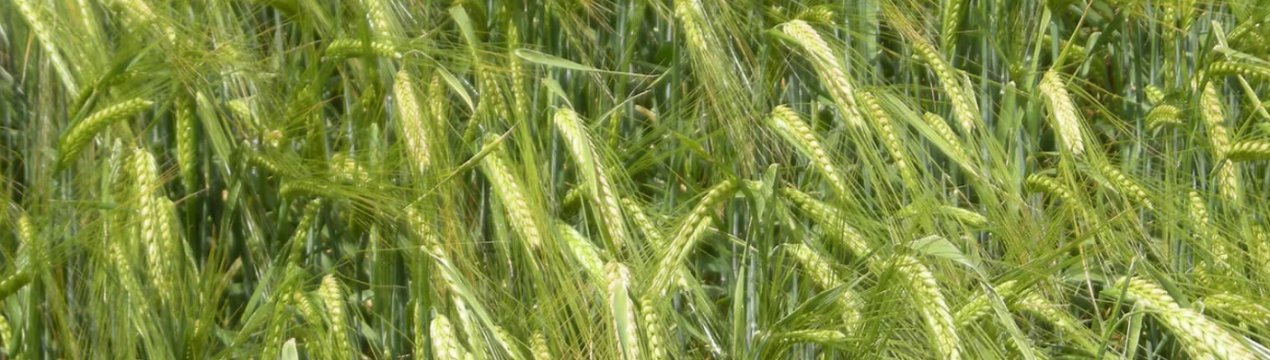 Все йде за планом: хлібороби Ульяновської області завершують сівбу ярої