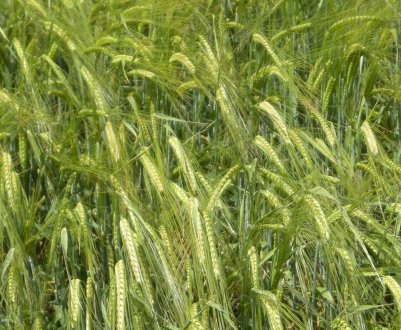 Все йде за планом: хлібороби Ульяновської області завершують сівбу ярої