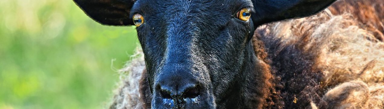 На Закарпатті обрали найкрасивішу вівцю